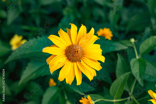 Freshness concept. Nature closeup yellow daisy flowers field for background