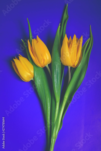 Fototapeta Naklejka Na Ścianę i Meble -  tulips on a bright neon background. trend toned photo