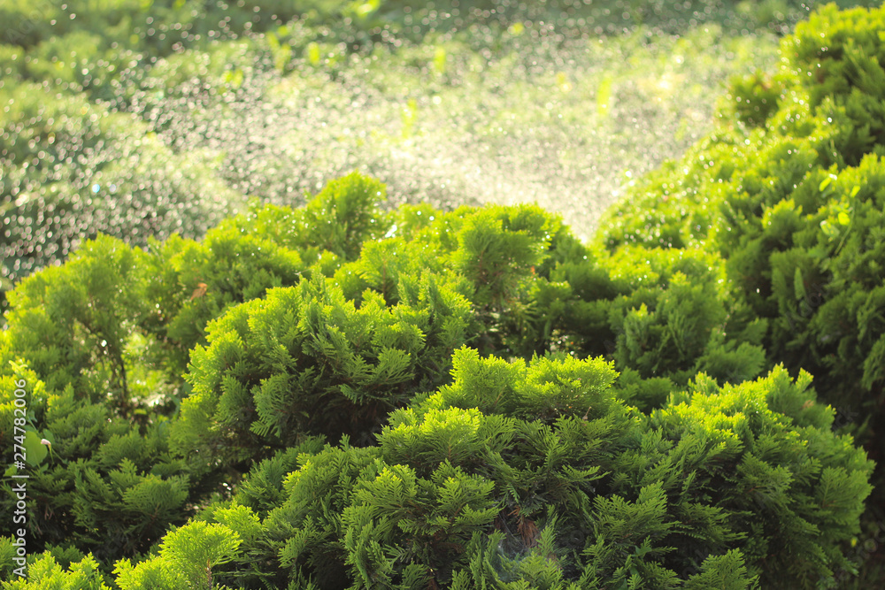 Naklejka premium Effect of splashing water from the sprinkler on grass