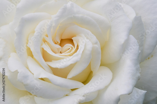 close up of white colored rose with the name  Anna von Kiew  frame filling