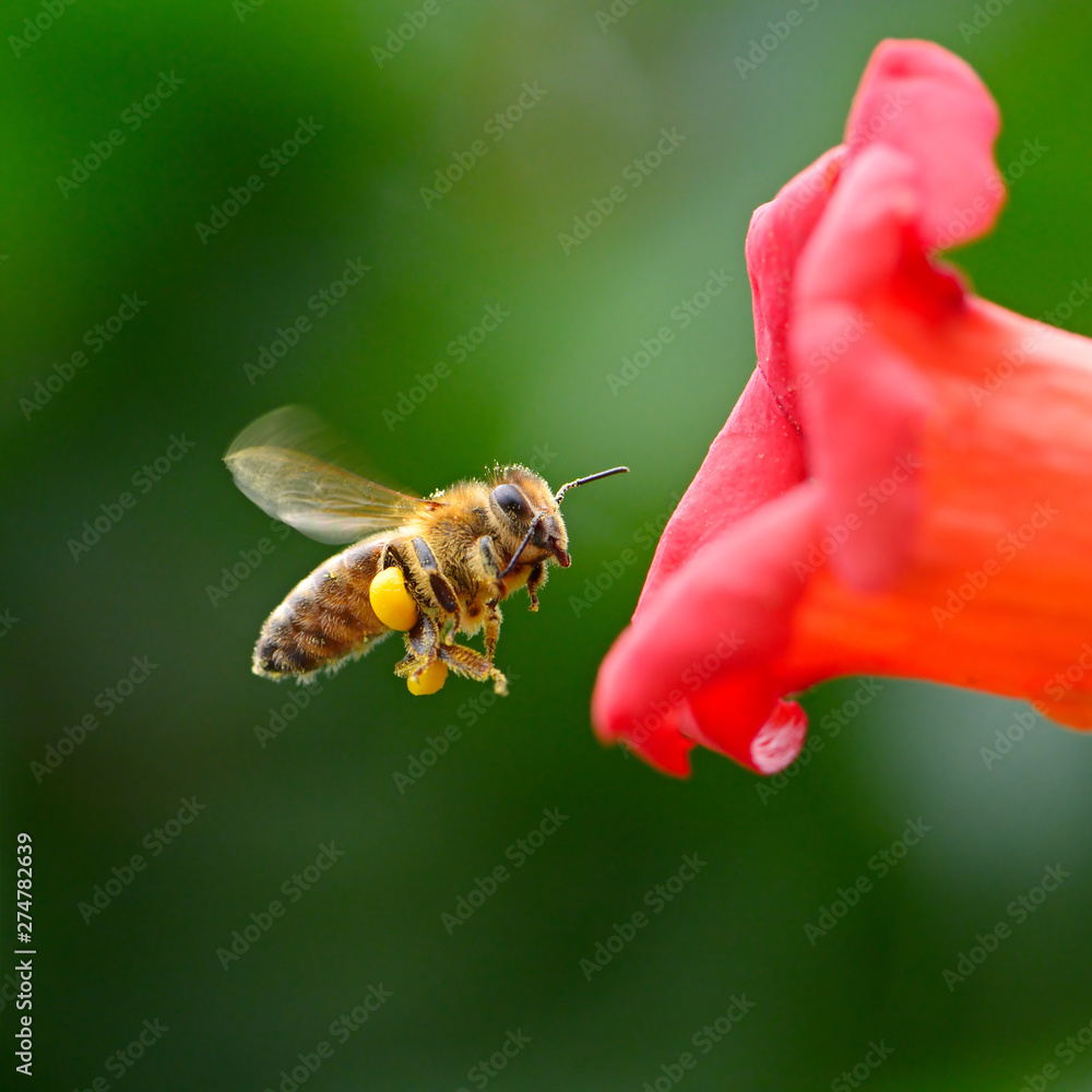 flying honey bee near red flower liana Campsis flying honey bee near red flower liana Campsis