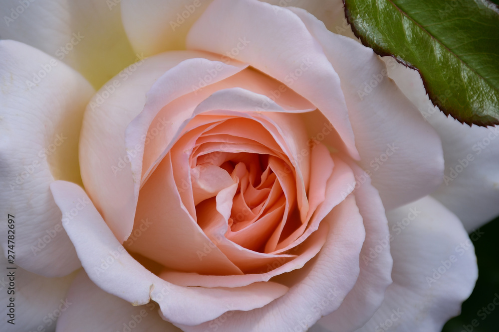 close up of apricot colored rose with the name: Parfum Royal Climbing Stock  Photo | Adobe Stock