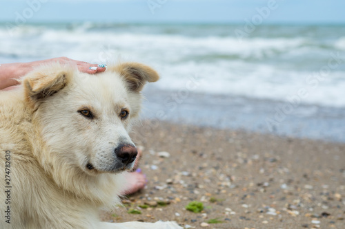 Big dog is stroked on the head to the sea.