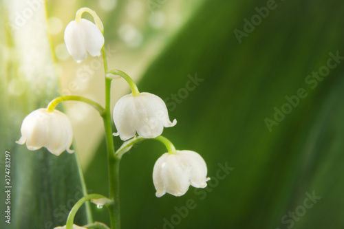 Lily of the valley on the background of nature. Macro photo. Copy space