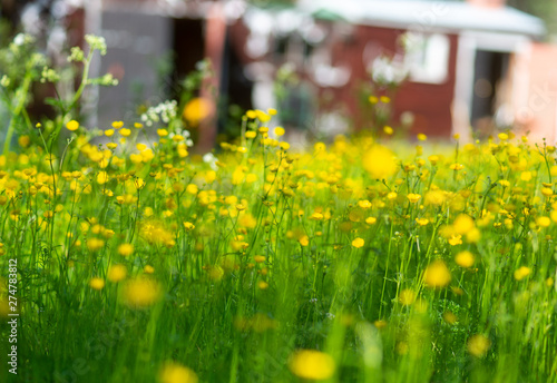 Fototapeta Naklejka Na Ścianę i Meble -  Field with yellow buttercup flowers and red building in background