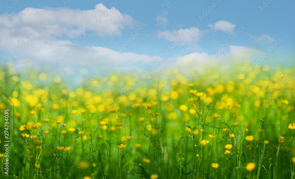 Meadow with buttercup flowers on blue sky with white clouds Meadow with buttercup flowers on blue sky with white clouds