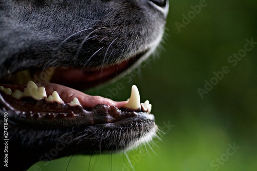 Wallpaper Mural Dentition chien Torontodigital.ca