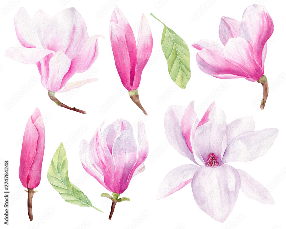 Blooming magnolia hand drawn watercolor raster illustrations set Blooming magnolia hand drawn watercolor raster illustrations set
