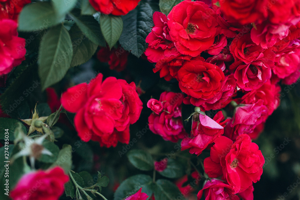 Field of red roses in blossom Field of red roses in blossom