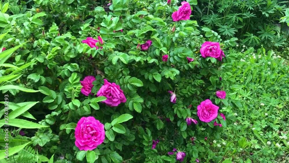 bush blooming wild rose in the summer garden bush blooming wild rose in the summer garden