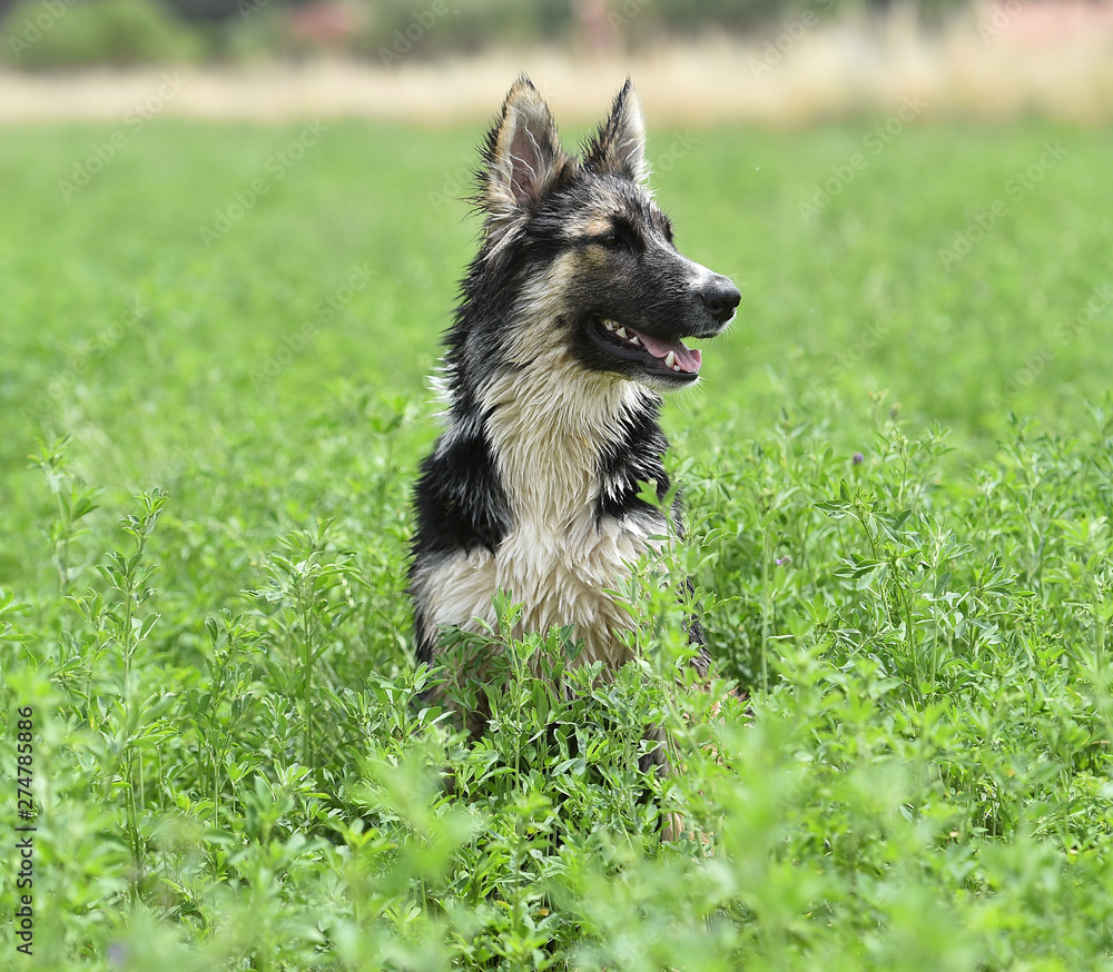 dog in green field