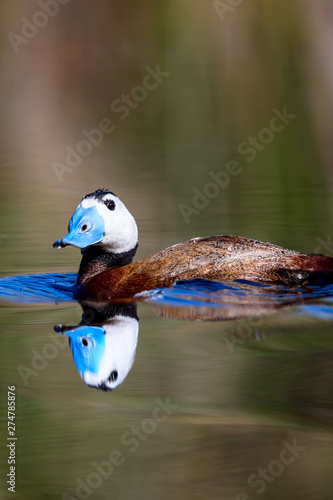 Duck swimming in lake. Cute blue billed duck. Green water reflections. Green nature background. Duck: White headed Duck. Oxyura leucocephala. photo