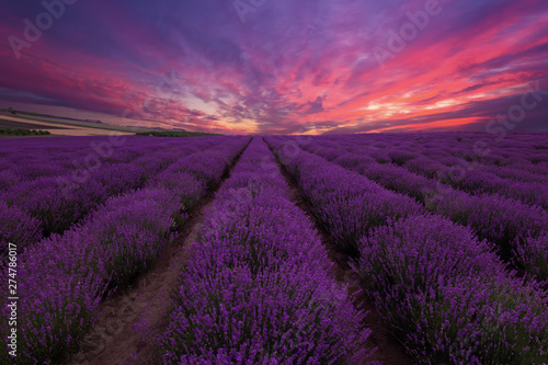 Lavender field. Beautiful lavender blooming scented flowers with dramatic sky. Lavender field sunset and lines