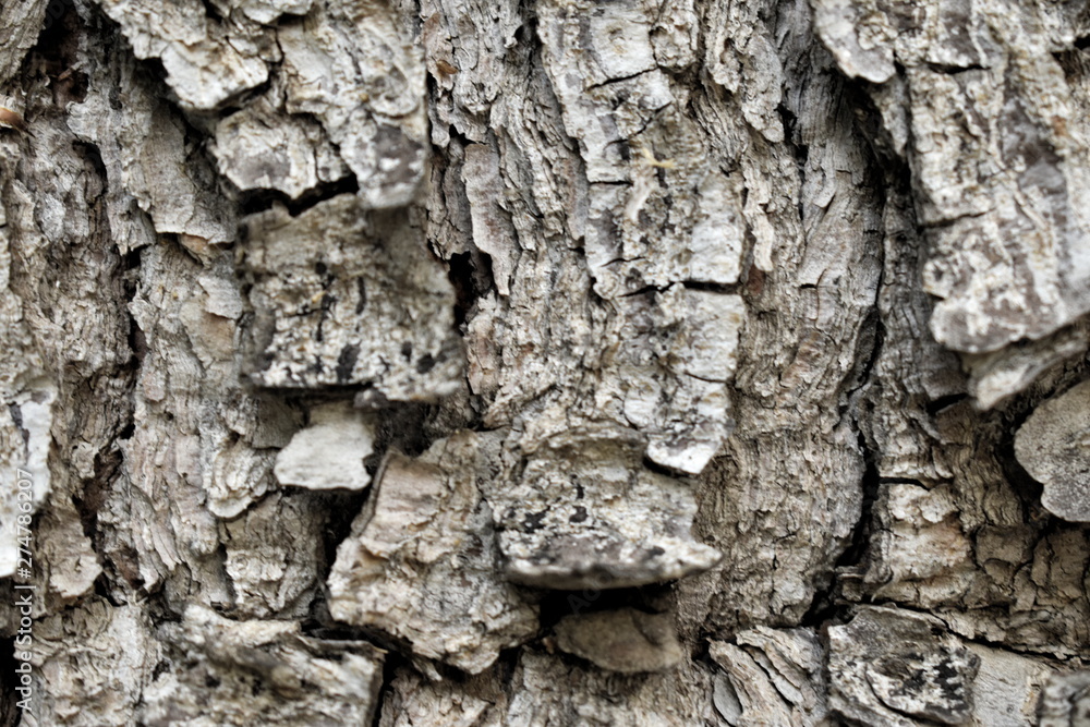 Texture wood background nature Texture wood background nature