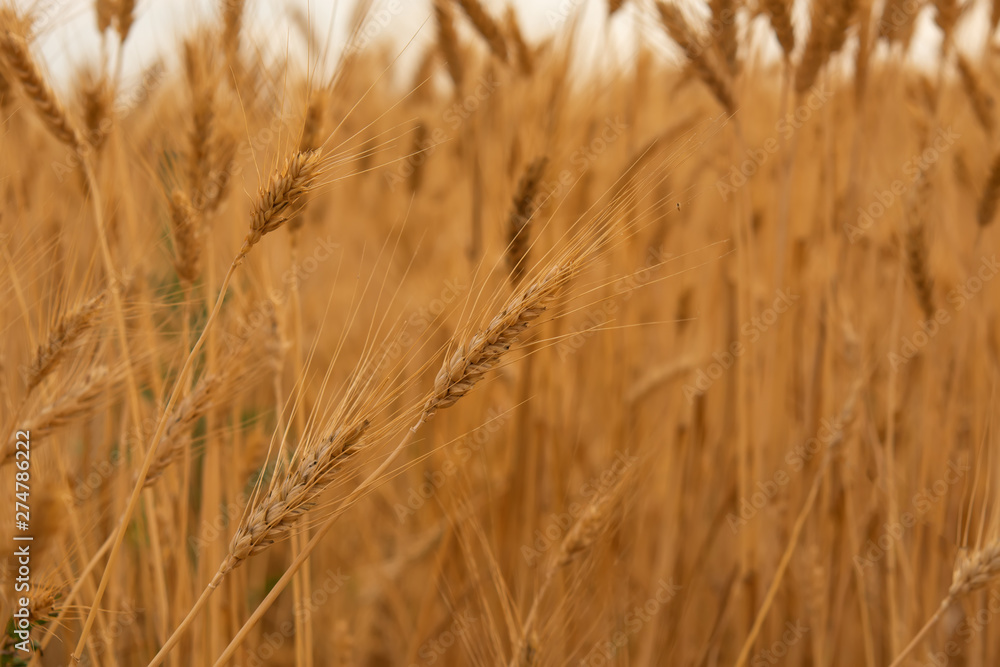 Beautiful wheat field with blue sky