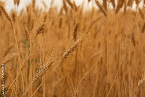 Beautiful wheat field with blue sky