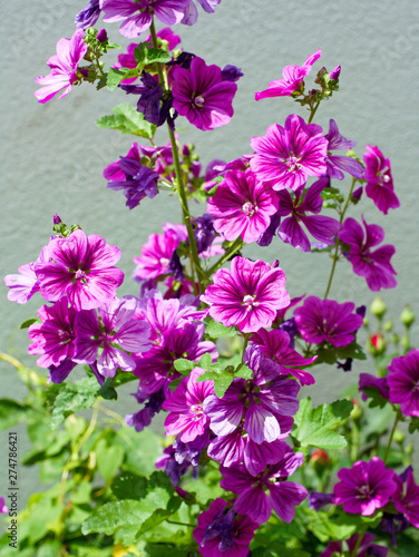 Stock Rosen Alcea Rosea