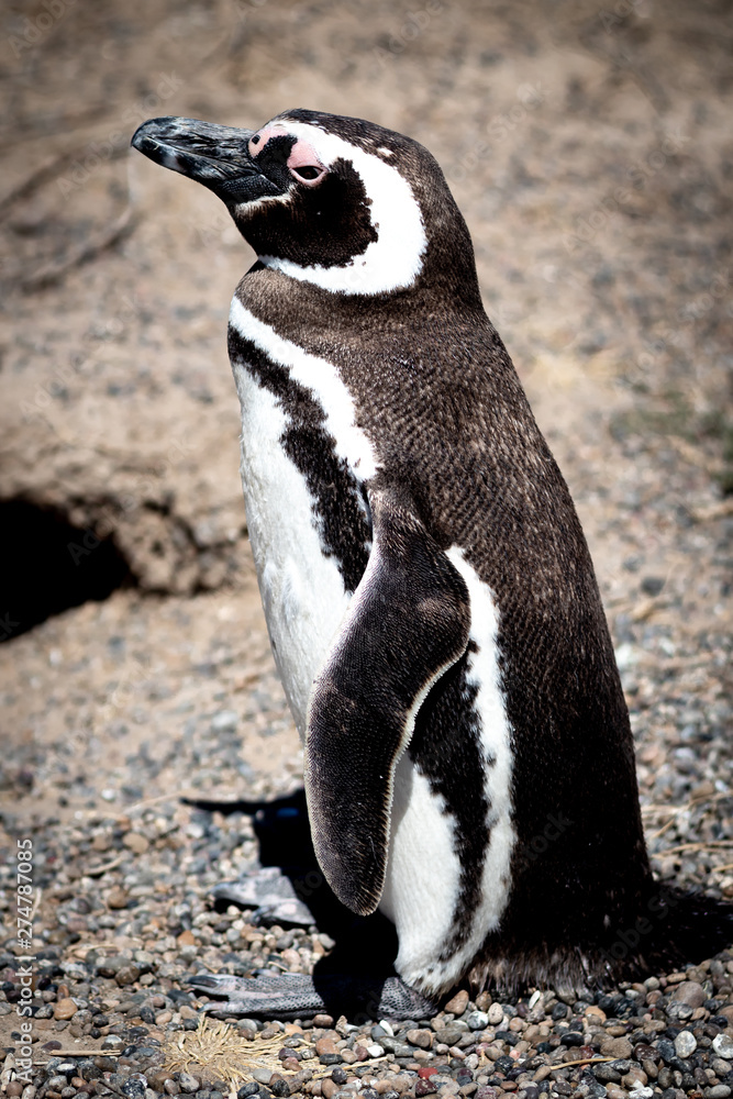 Obraz premium Penguin of Magellan, Patagonia Argentina