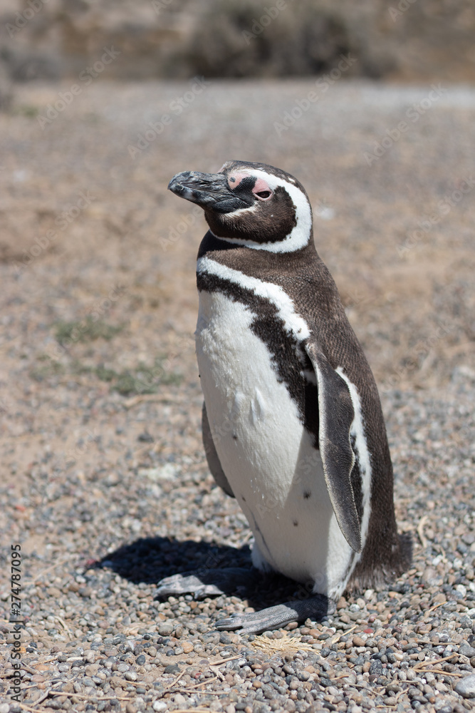 Obraz premium Penguin of Magellan, Patagonia Argentina