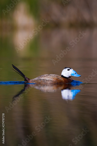 Duck swimming in lake. Cute blue billed duck. Green water reflections. Green nature background. Duck: White headed Duck. Oxyura leucocephala. photo