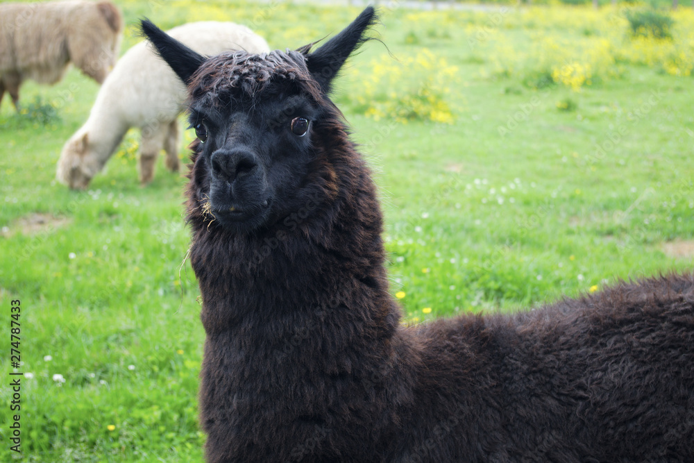 black llama lama farm animal wool farming agriculture rural field