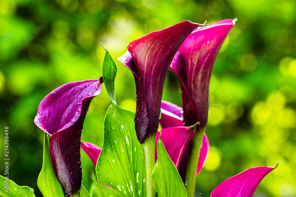 Purple Calla Lily Flower - obrazy, fototapety, plakaty 