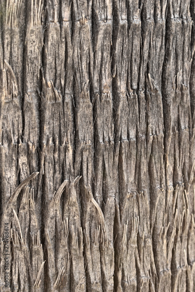Wooden palm nature texture background Wooden palm nature texture background