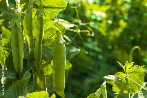 peas grows on sunny grid field