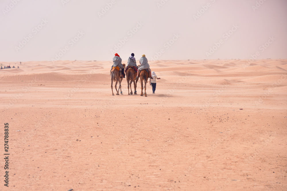 Camels caravan going in sahara desert in Tunisia, Africa. Tourists ride the camel safari. Camel caravan going through the sand dunes in the Sahara Desert.