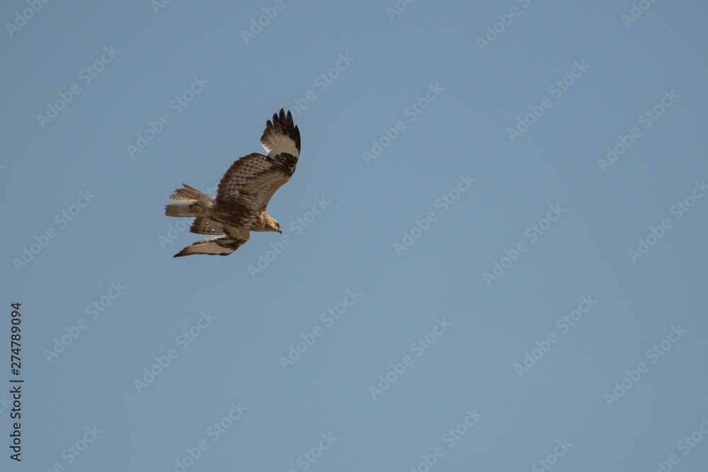 Fototapeta premium Long-legged buzzard (Buteo rufinus). Bird on the blue sky