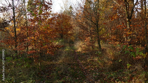 Jesień w Parku Segiet na Śląsku objęty UNESCO. Polska © Marian