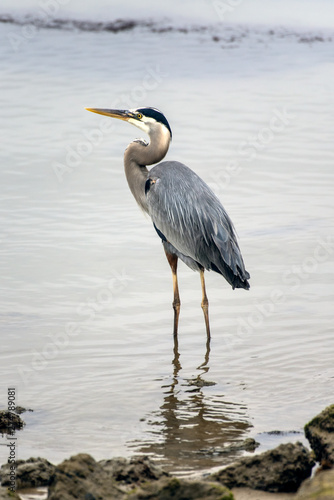 Great Blue Heron and his reflection wading throught the shallow water of marina in search of fishy food to eat looking to left. © motionshooter