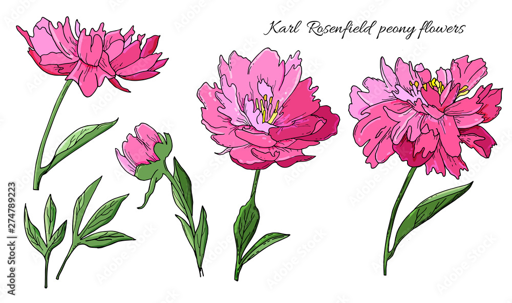 Detailed hand drawn flowers set - Karl Rosenfield blooming peonies, leaves and flower buds.