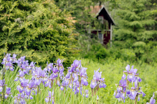 purple iris flower bushes in green garden  © cceliaphoto