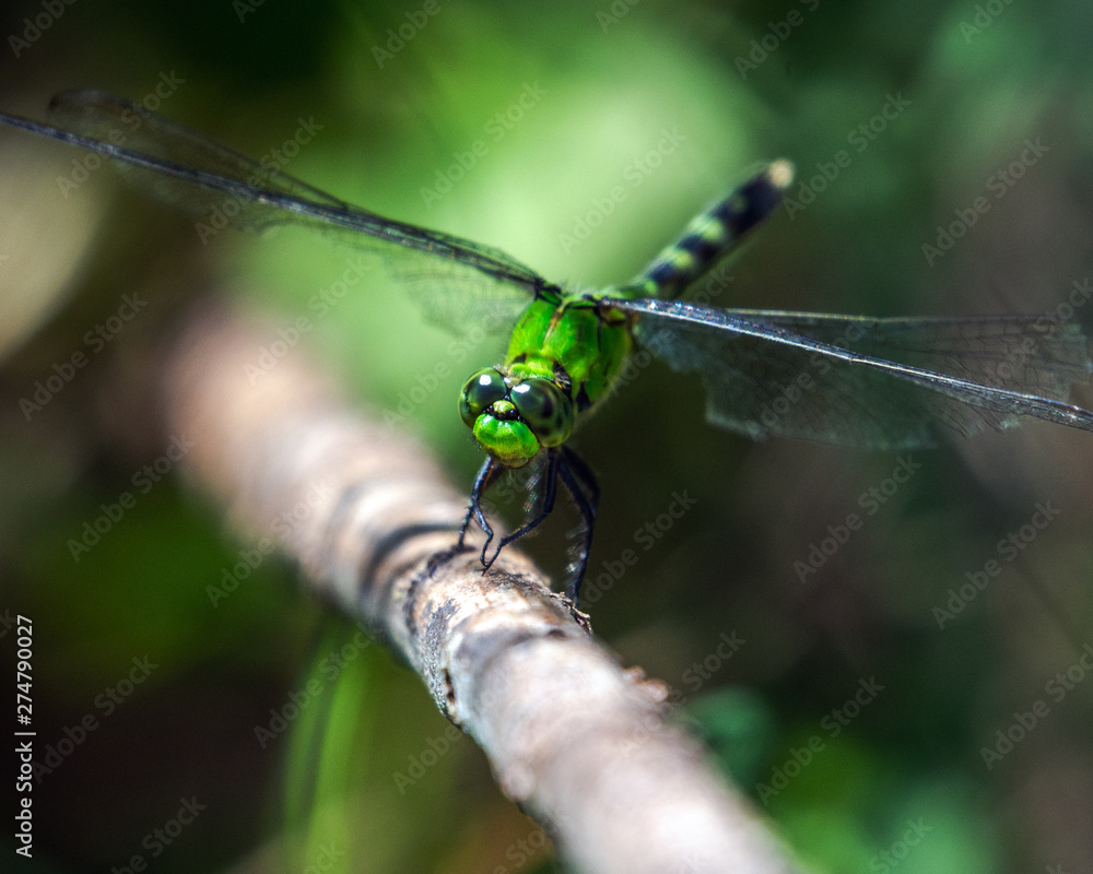 Eastern Pondhawk Dragonfly along the nature trail in Pearland! Eastern Pondhawk Dragonfly along the nature trail in Pearland!