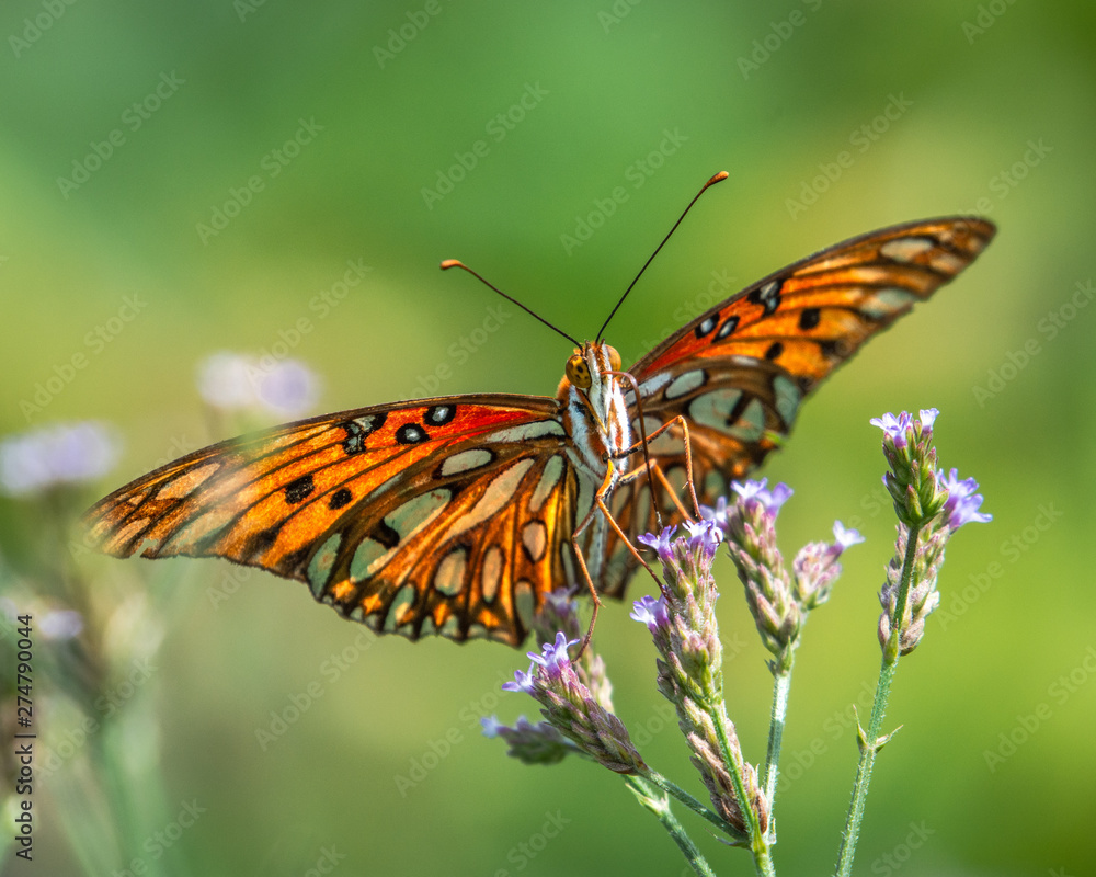 Gulf fritillary on wildflowers on a bright sunny day! Gulf fritillary on wildflowers on a bright sunny day!