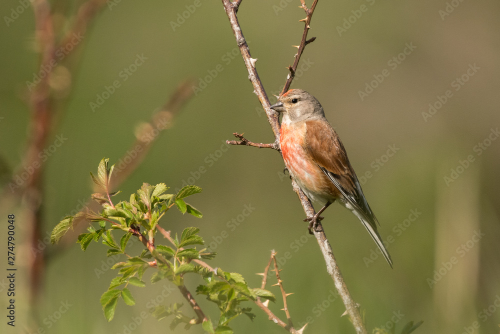 Stunning bird photo. Common linnet / Linaria cannabina Stunning bird photo. Common linnet / Linaria cannabina