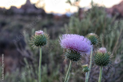 CIRSIUM NEOMEXICANUM, commonly Desert Thistle, Southern Mojave Desert Native, witness in Joshua Tree National Park, we must increase conservation or face biological collapse. photo