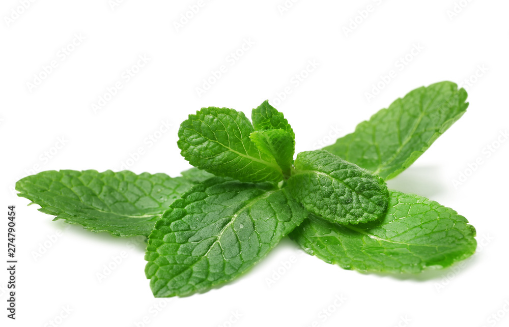 Wet twig of fresh mint isolated on white Wet twig of fresh mint isolated on white