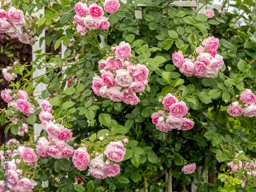 Pink rose shrub