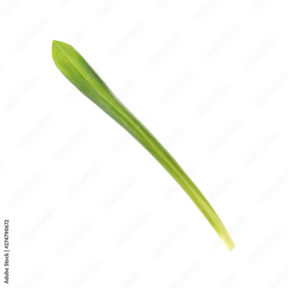 Leaf of wild garlic or ramson isolated on white Leaf of wild garlic or ramson isolated on white