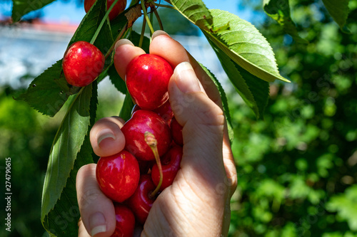 Tasty cheers ripening in full sun. Fruits before breaking off the fruit tree in the home garden.