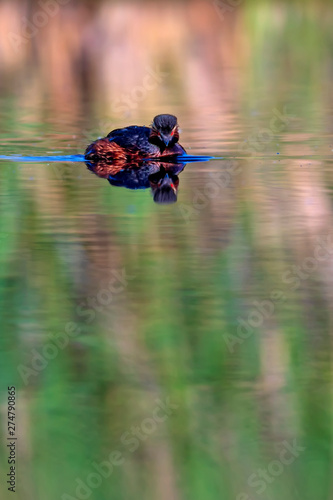 Water and birds. Swimming grebe. Yellow green water background. Bird: Black necked Grebe. Podiceps nigricollis. photo