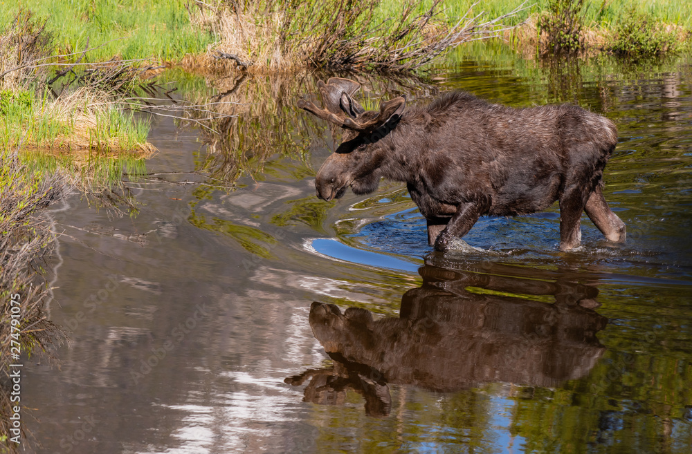 A Large Bull Moose Wading through Spring Water Pools in Rocky Mountain National Park - Colorado A Large Bull Moose Wading through Spring Water Pools in Rocky Mountain National Park - Colorado