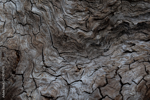 Texture of log in forest showing weathered waves and cracks.