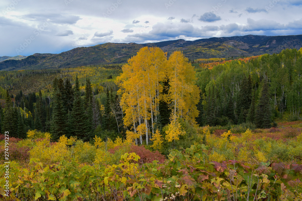 Aspen tree cluster in valley of fall color in North Routt National Forest.