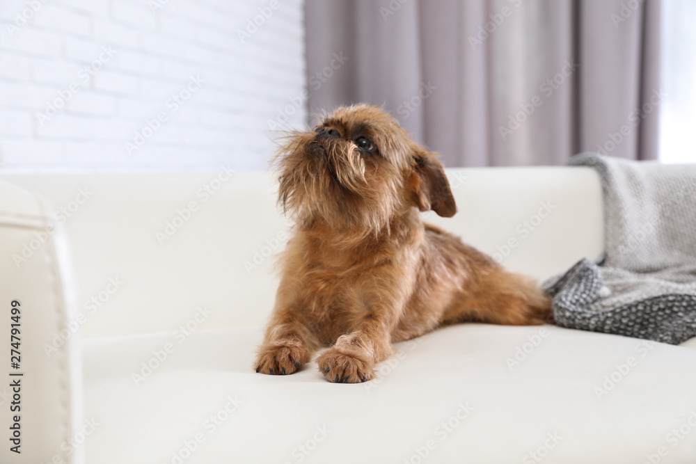 Adorable Brussels Griffon dog on sofa at home. Cute friendly pet - obrazy, fototapety, plakaty 