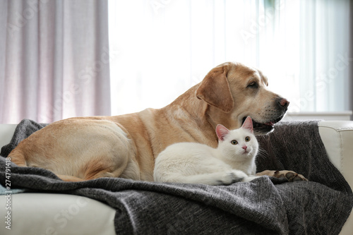 Fototapeta Naklejka Na Ścianę i Meble -  Adorable dog and cat together on sofa indoors. Friends forever