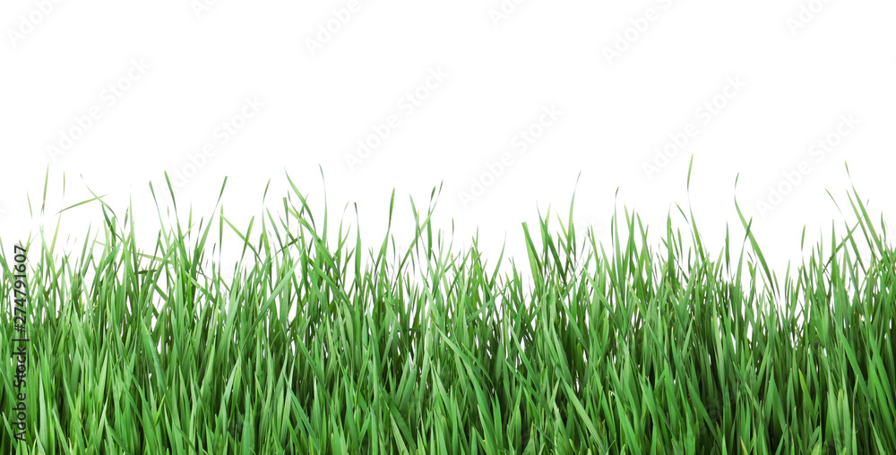 Beautiful vibrant green grass on white background Beautiful vibrant green grass on white background