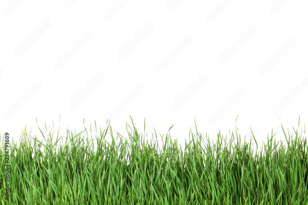 Beautiful vibrant green grass on white background Beautiful vibrant green grass on white background